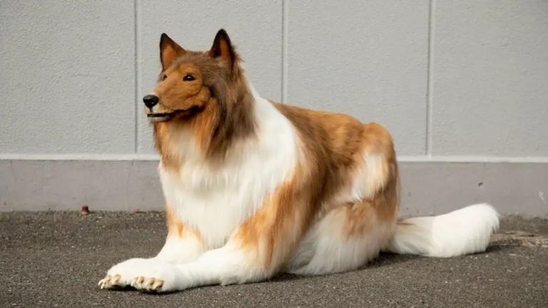 El japonés que pagó miles de dólares para cumplir su sueño: convertirse en perro