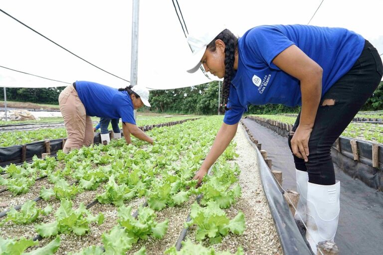 Vegetales Casa Blanca: una historia de éxito agrícola en Nicaragua en alianza con Walmart