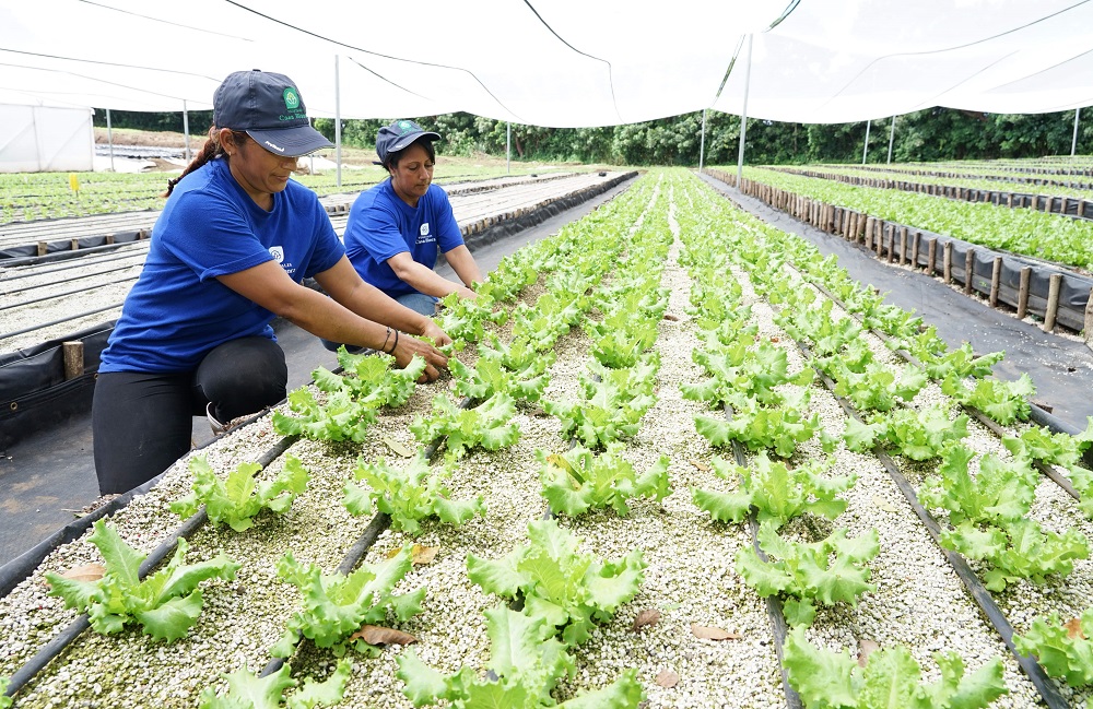 Walmart impulsa la inocuidad alimentaria junto a productores locales 3 rcg71.com 11 min 2 rcg71.com