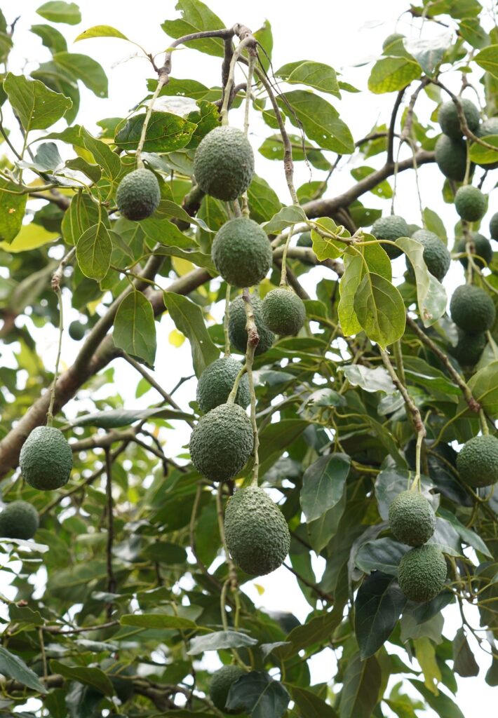 Aguacate Hass002 rcg71.com