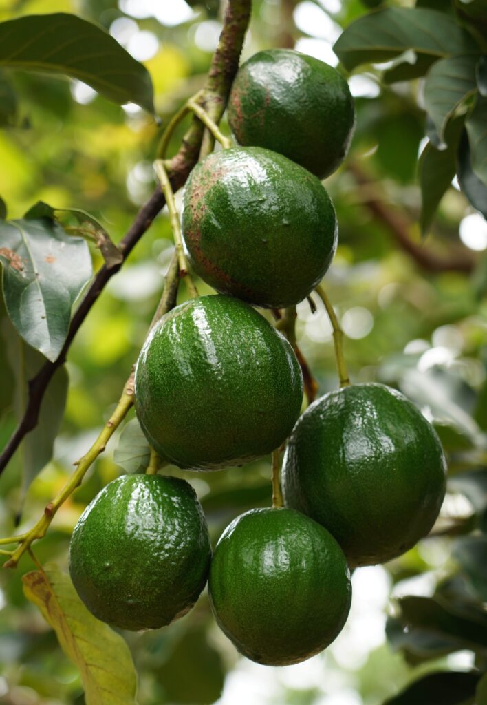 Aguacate005 rcg71.com