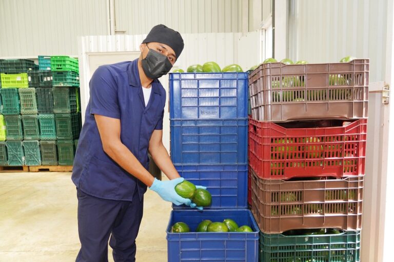 El suculento “oro verde” que está emanando del suroeste de Nicaragua a los supermercados del país